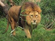 African Lion as Molt