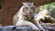 White-tigers-endangered 285cad7a8a1aa5cf