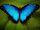 Blue Morpho