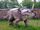 Styracosaurus