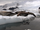 Crabeater Seal