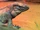 Rhinoceros Iguana