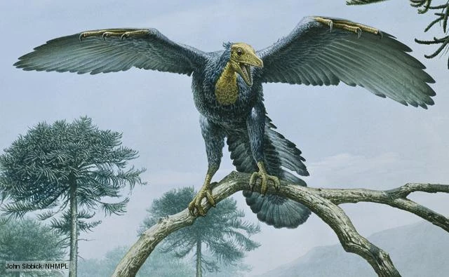 Archaeopteryx | Animals Wiki | Fandom