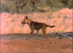 Dingo - Wikipedia