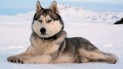 Husky