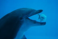 Bottlenose dolphin - Wikipedia