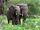West African Forest Elephant