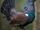 Western Capercaillie