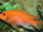Convict Cichlid
