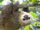 Hoffmann's Two-toed Sloth