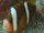 Barrier Reef Clownfish