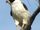 Laughing Falcon