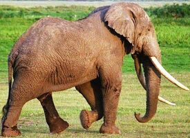 A african elephant 2