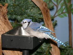 Blue Jay Veronica, Wiki