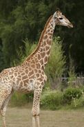 Giraffa-camelopardalis-giraffa3