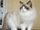 Ragdoll