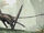 Dimorphodon