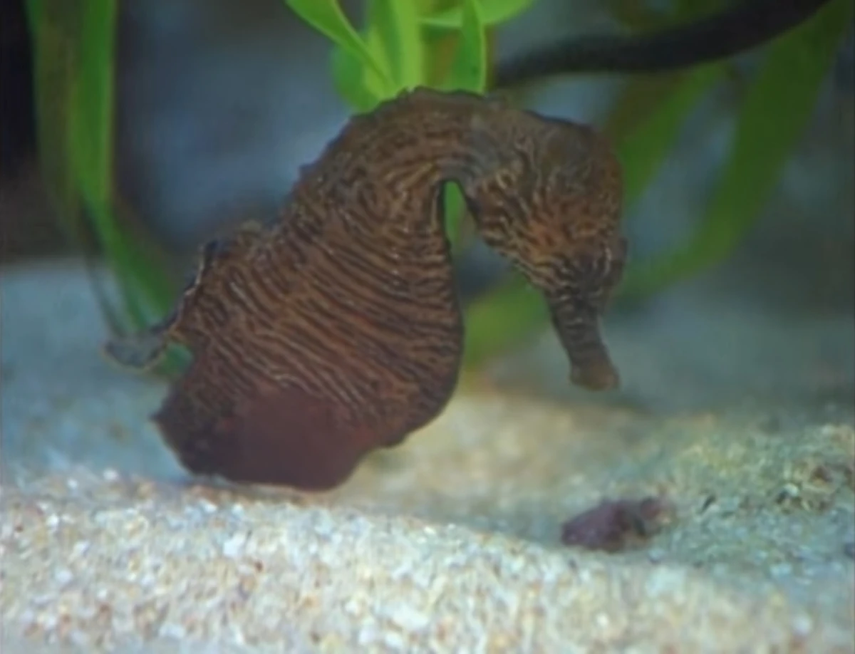 Zebra Seahorse Animals Wiki Fandom