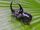 Japanese Rhinoceros Beetle