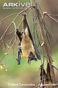 ストローオオコウモリ （Straw-coloured fruit bat）頭骨 Eidolon helvum（ストローオオコウモリ）