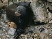 Ca-sea-lion 485 600x450