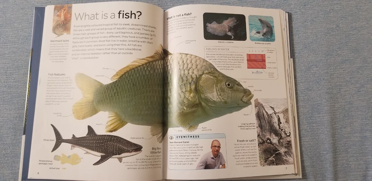 List of Species in DK Eyewitness Books Fish, Animals Wiki