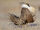 Greater Sage-grouse