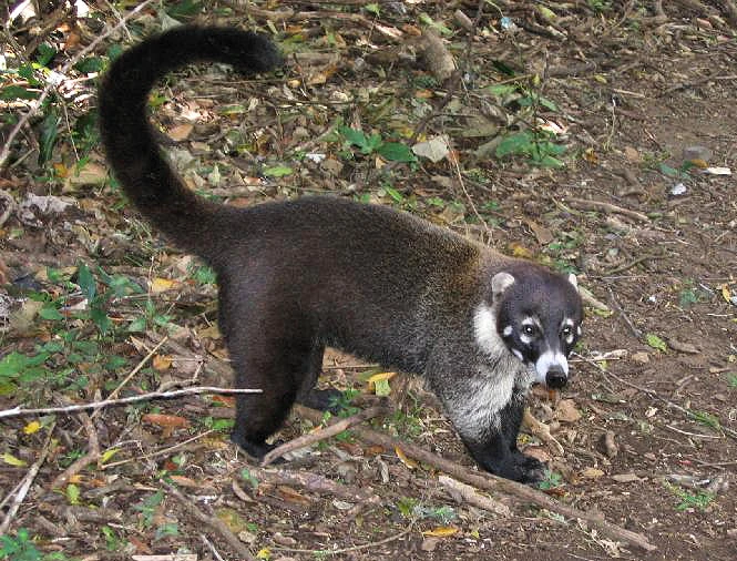 White-nosed Coati | Animals Wiki | Fandom