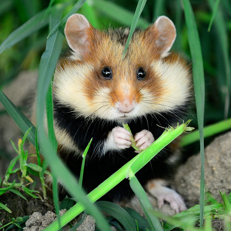 European hamster, All Species Wiki