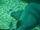 Nurse Shark