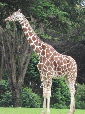 Reticulated Giraffe | Animals Wiki | Fandom
