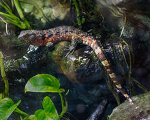 Shinisaurus crocodilurus 10