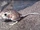 Desert Kangaroo Rat