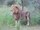 Congo Lion