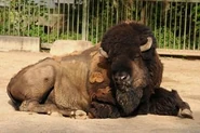 Bison-bison-bison1.jpg (16 KB)