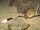 Great Jerboa