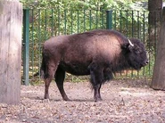Bison-bison-athabascae1.jpg (25 KB)