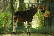 Okapi | Animals Wiki | Fandom