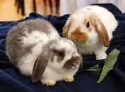 2-month old Holland lops