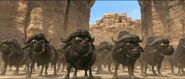 African Buffalo