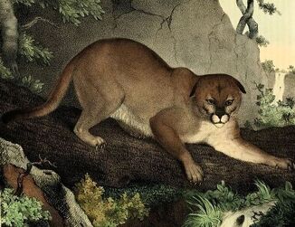 Eastern Cougar Animals Wiki Fandom