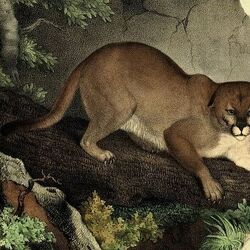 Category:Cougar Subspecies | Animals Wiki | Fandom Category:Cougar Subspecies | Animals Wiki | Fandom