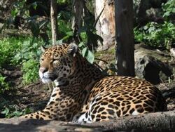 Jaguar | Animals Wiki | Fandom Jaguar | Animals Wiki | Fandom