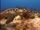Asiatic Softshell Turtle