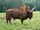 Giant Bison