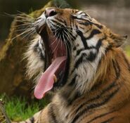 Panthera-tigris-sumatrae7