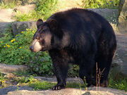 Ursus-americanus2