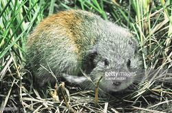 Lemming Animal Facts  Lemmus Lemmus - A-Z Animals