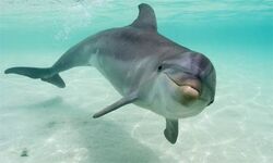 Bottlenose dolphin - Wikipedia