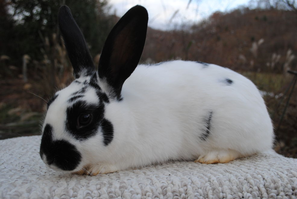 Domestic Rabbit | Animals Wiki | Fandom Domestic Rabbit | Animals Wiki | Fandom